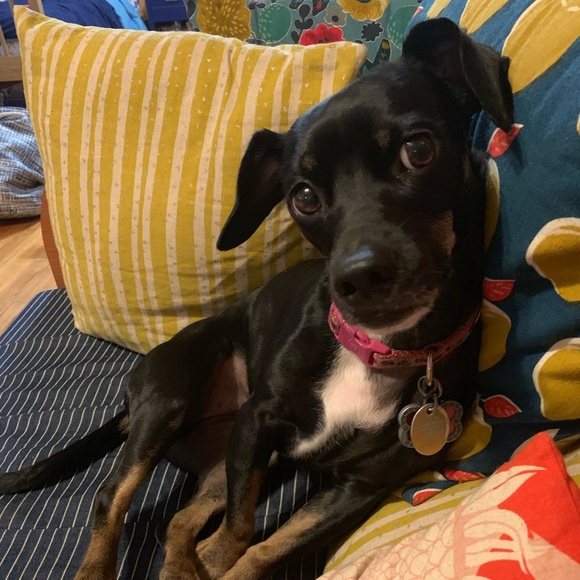 Meet your Posher, Thomas - Picture 2 of 3